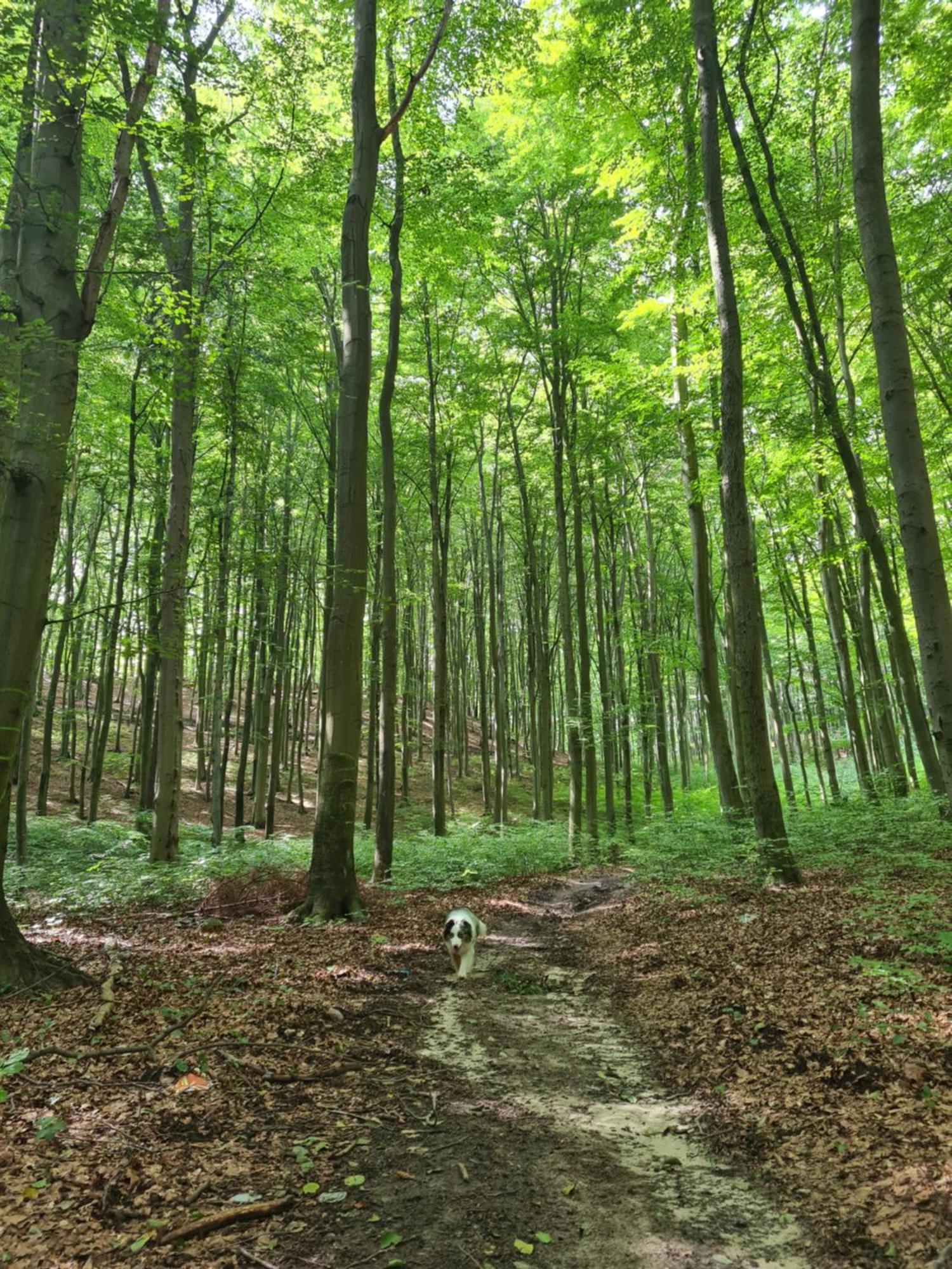 Wigwam Dom Z Basenem Na Kaszubach Villa Sulęczyno Exteriör bild